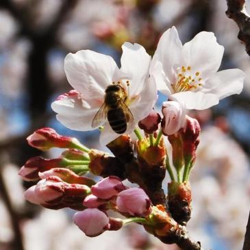 ご霊地の風景・桜
