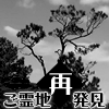 ご霊地再発見「大王松(ダイオウショウ)」