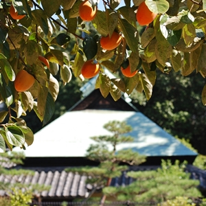 金光教祖聖跡めぐり　『あしおと』