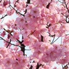 ご霊地の風景・桜