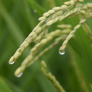 ご霊地の風景・雨